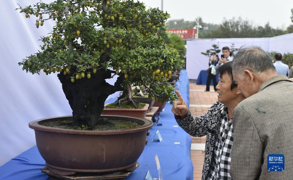 鱼丸游戏电脑版